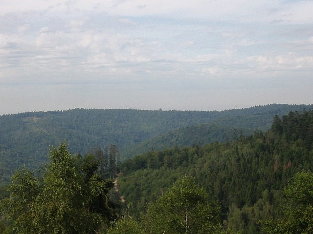 Drzewo gigant
